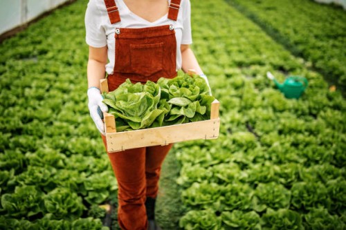 mijn kleine bedrijf - food stockfoto's en -beelden