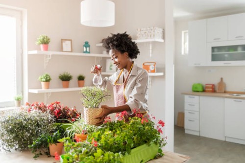 mini green paradise in my home - garden decoration stock pictures, royalty-free photos & images