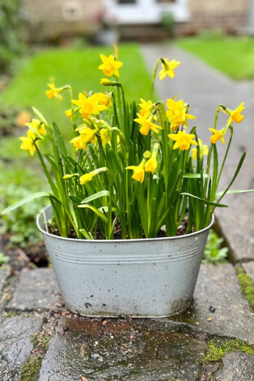 miniature daffodils in a pot - garden decoration stock pictures, royalty-free photos & images
