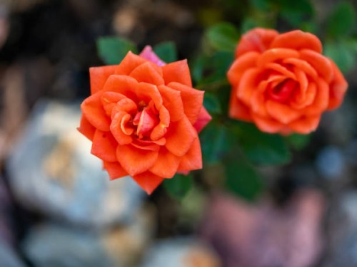 miniature rose flowers - garden decoration stock pictures, royalty-free photos & images
