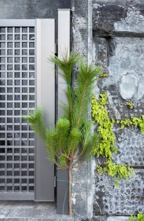 minimalist kadomatsu: a single pine - garden decoration stock pictures, royalty-free photos & images