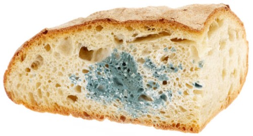 mold on bread - food stock pictures, royalty-free photos & images