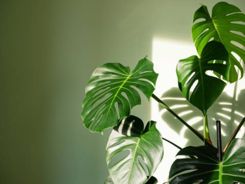 monstera deliciosa houseplant in bright sunlight - home decoration stock pictures, royalty-free photos & images