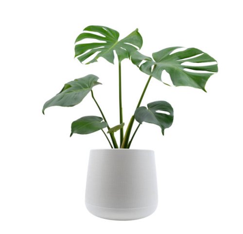 monstera trees planted isolated on white background - garden decoration stock pictures, royalty-free photos & images