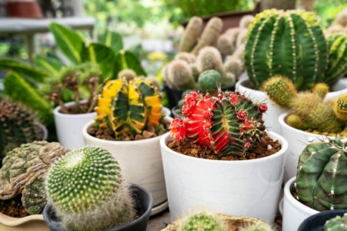 moon cactus gymnocalycium mihanovichii variegata offset - garden decoration stock pictures, royalty-free photos & images