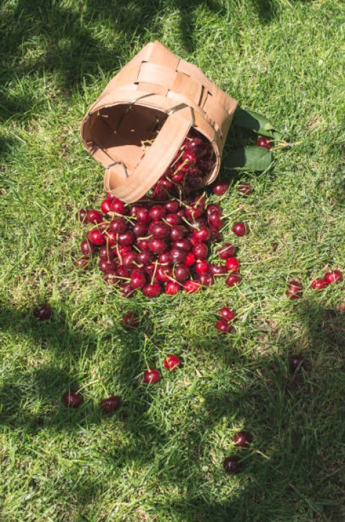 morello cherries in basket on green meadow - garden decoration stock pictures, royalty-free photos & images