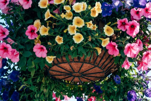 morning glory - garden decoration stock pictures, royalty-free photos & images