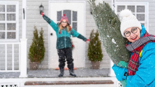 mother carries a christmas tree in the house - garden decoration stock pictures, royalty-free photos & images