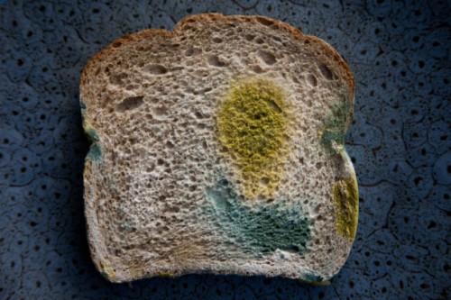 mould on bread - food stock pictures, royalty-free photos & images