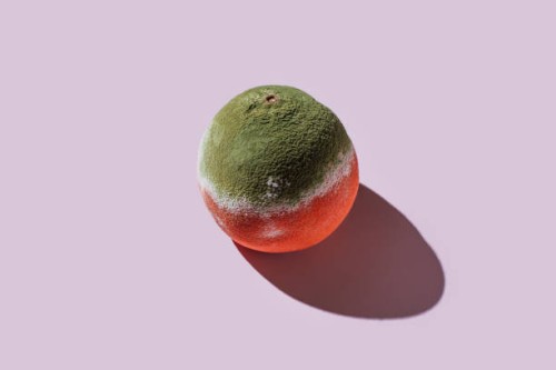 mouldy grapefruit on pink background - food stock pictures, royalty-free photos & images