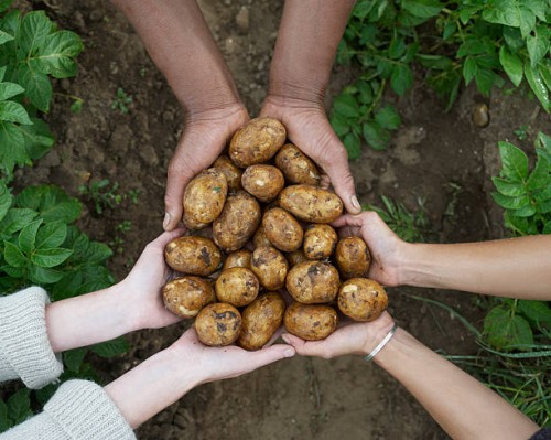 multicultural hands holding fresh potatoes. - food stock pictures, royalty-free photos & images