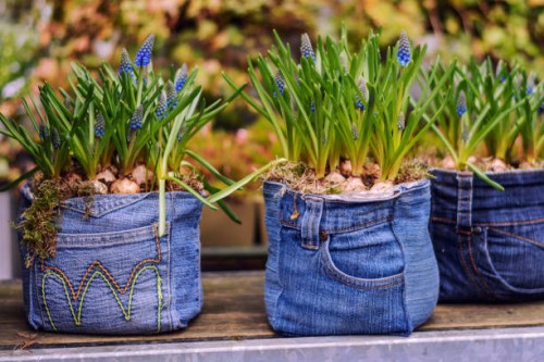 muscari - garden decoration stock pictures, royalty-free photos & images