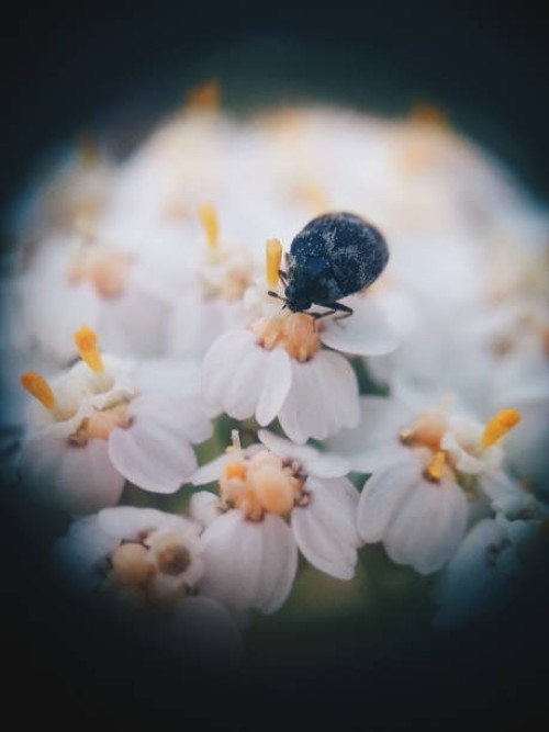 my garden - garden decoration stock pictures, royalty-free photos & images