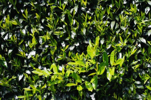 natural background with green fresh leaves. natural background. universal base. - garden decoration stock pictures, royalty-free photos & images