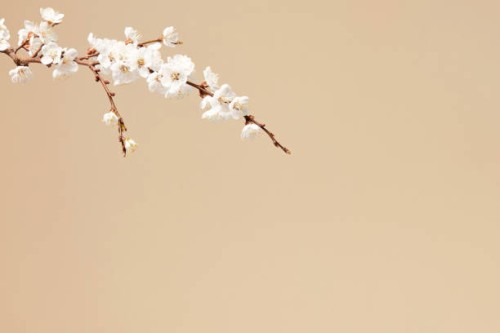 natural decorative spring floral background - easter apricot flowers, blooming almond branches on pastel beige background with copy space. - garden decoration stock pictures, royalty-free photos & images