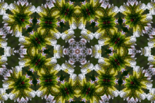 natural spring flower and water drop - garden decoration stock pictures, royalty-free photos & images