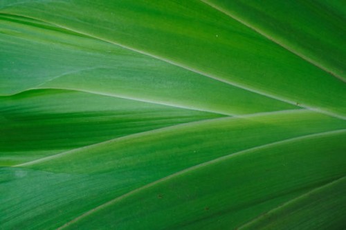 nature background of green tropical leaves - garden decoration stock pictures, royalty-free photos & images