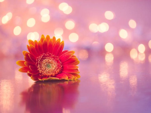 night melody 06 - garden decoration stock pictures, royalty-free photos & images