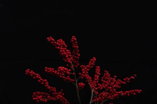 north american holly potted plant - garden decoration stock pictures, royalty-free photos & images