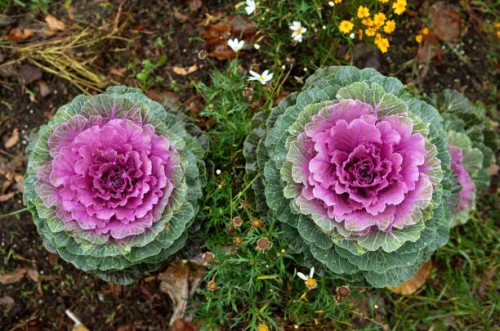 October 2019, Brandenburg, Bernau: Drops of water collected during the rain in the blossom of an ornamental cabbage growing in the city park. The...