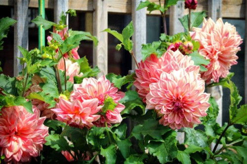 old-fashioned gorgeous dahlias - garden decoration stock pictures, royalty-free photos & images