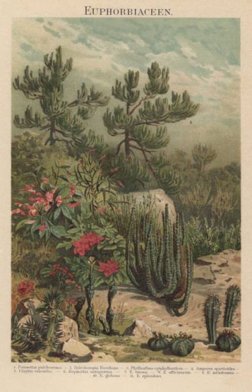 old chromolithograph illustration of euphorbiaceae - garden decoration stock pictures, royalty-free photos & images
