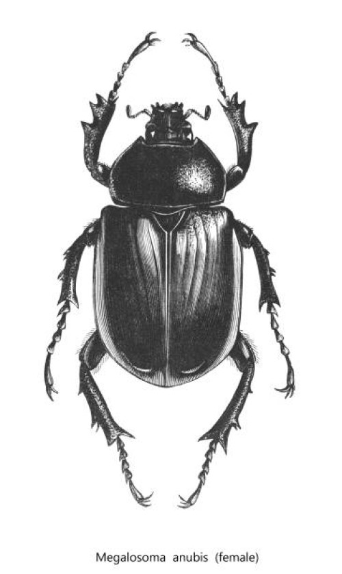 old chromolithograph of entomology, beetle - megalosoma anubis - garden decoration stock pictures, royalty-free photos & images