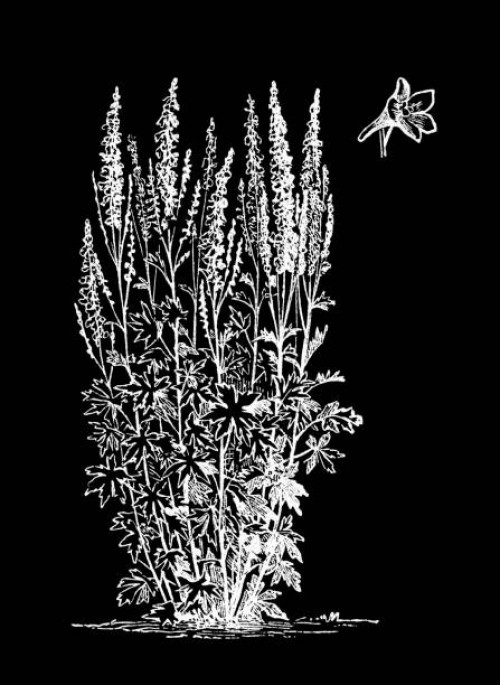 old engraved illustration of botany, alpine delphinium or candle larkspur (delphinium elatum), flowering plant in the buttercup family ranunculaceae - garden decoration stockfoto's en -beelden