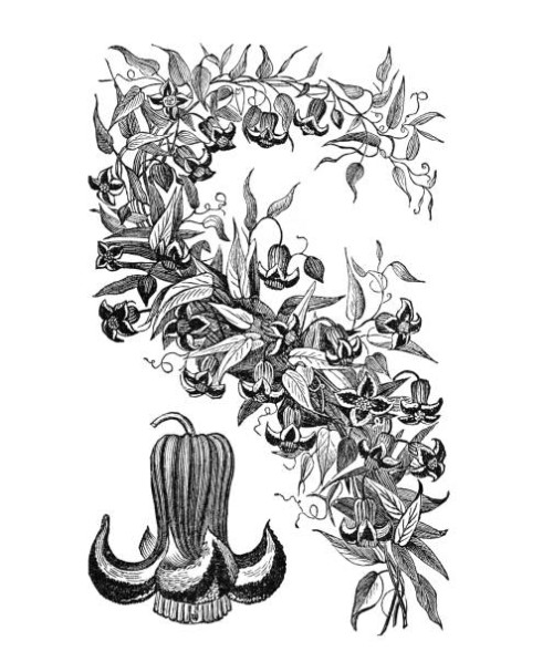 old engraved illustration of botany, clematis flower - garden decoration stock pictures, royalty-free photos & images