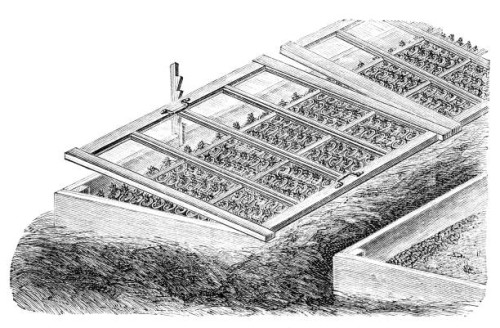 old engraved illustration of ventilation of sprouted young plants in small greenhouse - garden decoration stock pictures, royalty-free photos & images