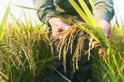 old man checking ripe rice in autumn - food stock pictures, royalty-free photos & images