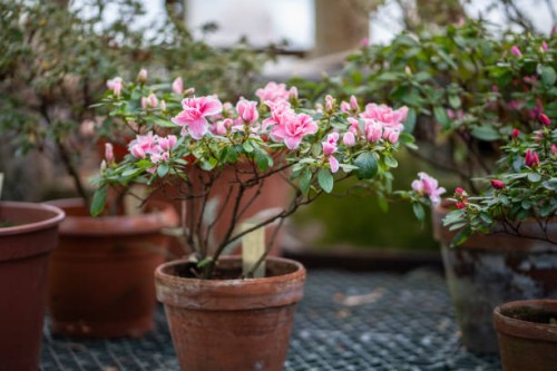 old terracotta pots with azalea shrubs blooming with pink flowers cultivated in orangery, greenhouse in winter - garden decoration stock pictures, royalty-free photos & images