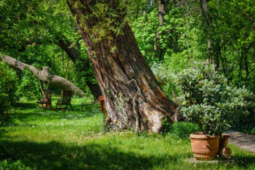 old tree with flower pots - garden decoration stock pictures, royalty-free photos & images