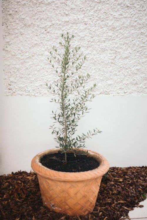 olive tree in terracotta pot. olive tree in a big pot - garden decoration stock pictures, royalty-free photos & images