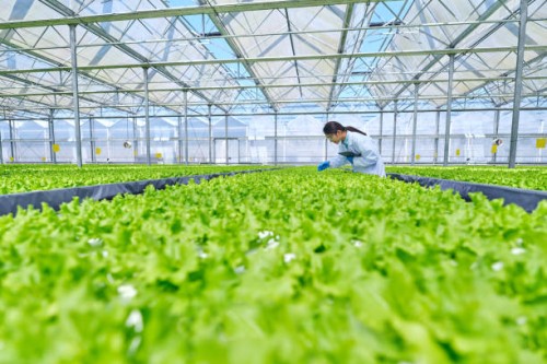 one asia female researcher bending over examining plant - food stock pictures, royalty-free photos & images