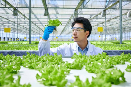 one male researcher analyzing vegetable at smart greenhouse - food stock pictures, royalty-free photos & images