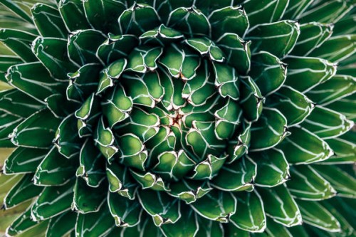 open agave succulent plant leaves, directly above view - garden decoration stock pictures, royalty-free photos & images