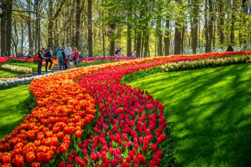 orange and red tulips in a park - garden decoration stock pictures, royalty-free photos & images