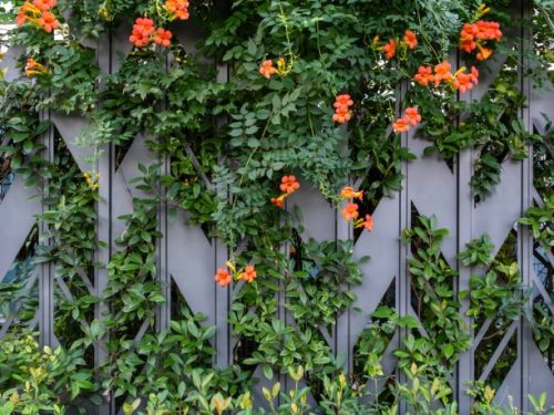 orange flowers blooming on a shrub wall - garden decoration stock pictures, royalty-free photos & images