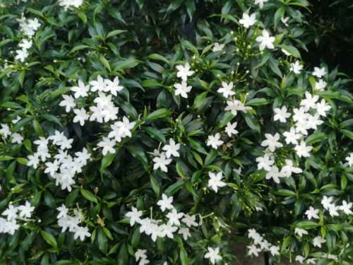 orange jessamine, murraya paniculate white flower blooming in garden nature backgroun - garden decoration stock pictures, royalty-free photos & images