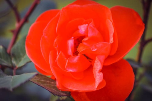 orange rose - bold colors - garden decoration stock pictures, royalty-free photos & images
