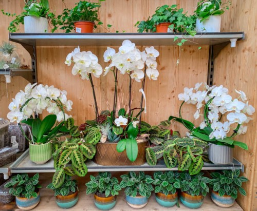 orchids in full bloom onthe shelf. - garden decoration stock pictures, royalty-free photos & images