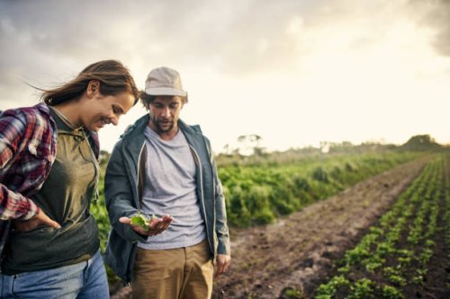 organic farming, it’s about quality not quantity - food stock pictures, royalty-free photos & images