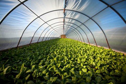 organic greenhouse - food stock pictures, royalty-free photos & images