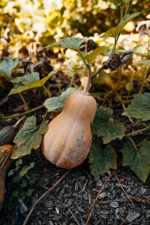 organic squash field - garden decoration stockfoto's en -beelden