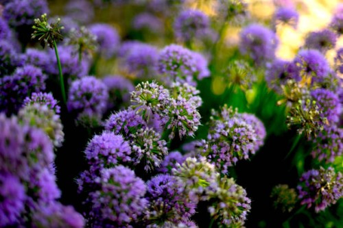 ornamental onion - garden decoration stock pictures, royalty-free photos & images