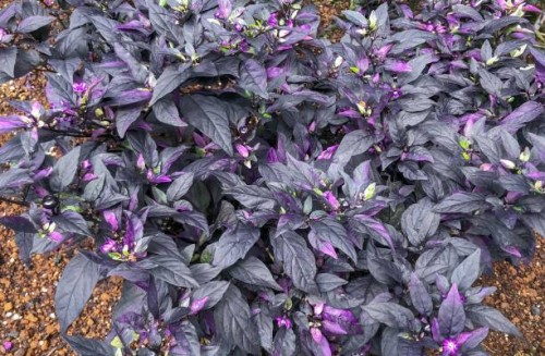 ornamental purple pepper plants in flower bed - garden decoration stock pictures, royalty-free photos & images