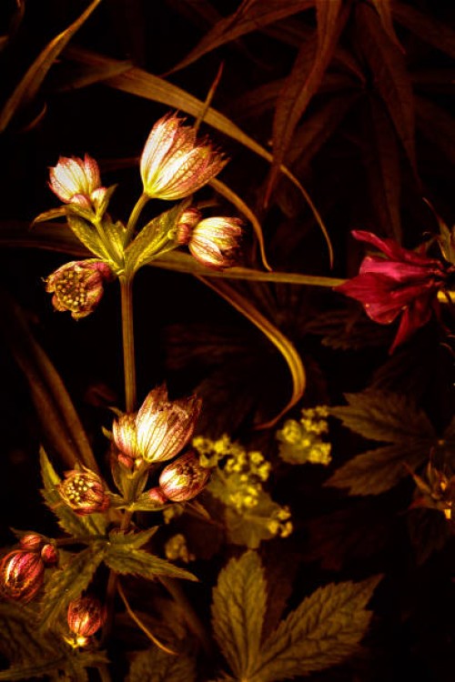 our garden painted with light - garden decoration stock pictures, royalty-free photos & images