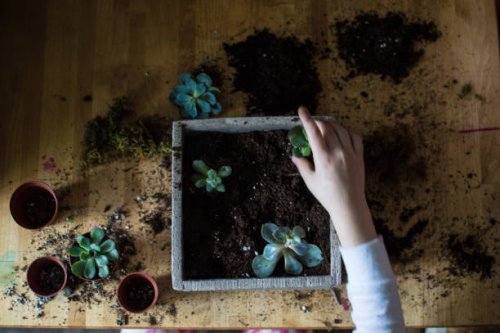 overhead shot of children planting succulents. - garden decoration stock pictures, royalty-free photos & images