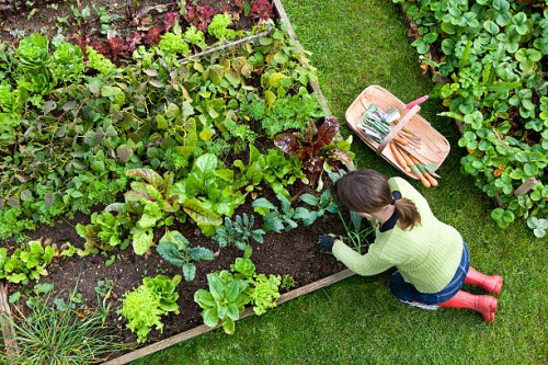 overhead shot of woman digging in a vegetable garden - food stock pictures, royalty-free photos & images